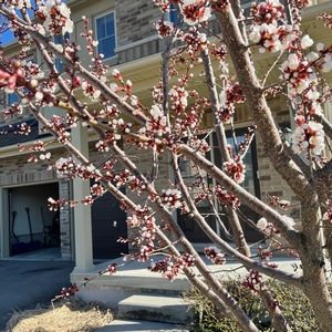 Meet your Posher, Huiru